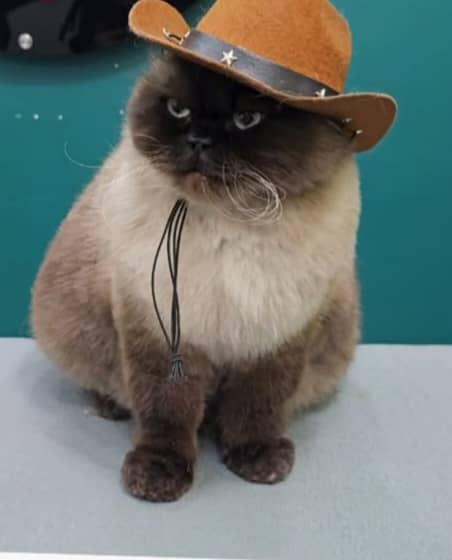 آرایشگر تخصصی حیوانات خانگی سگ و گربه عمو ارس در رشت